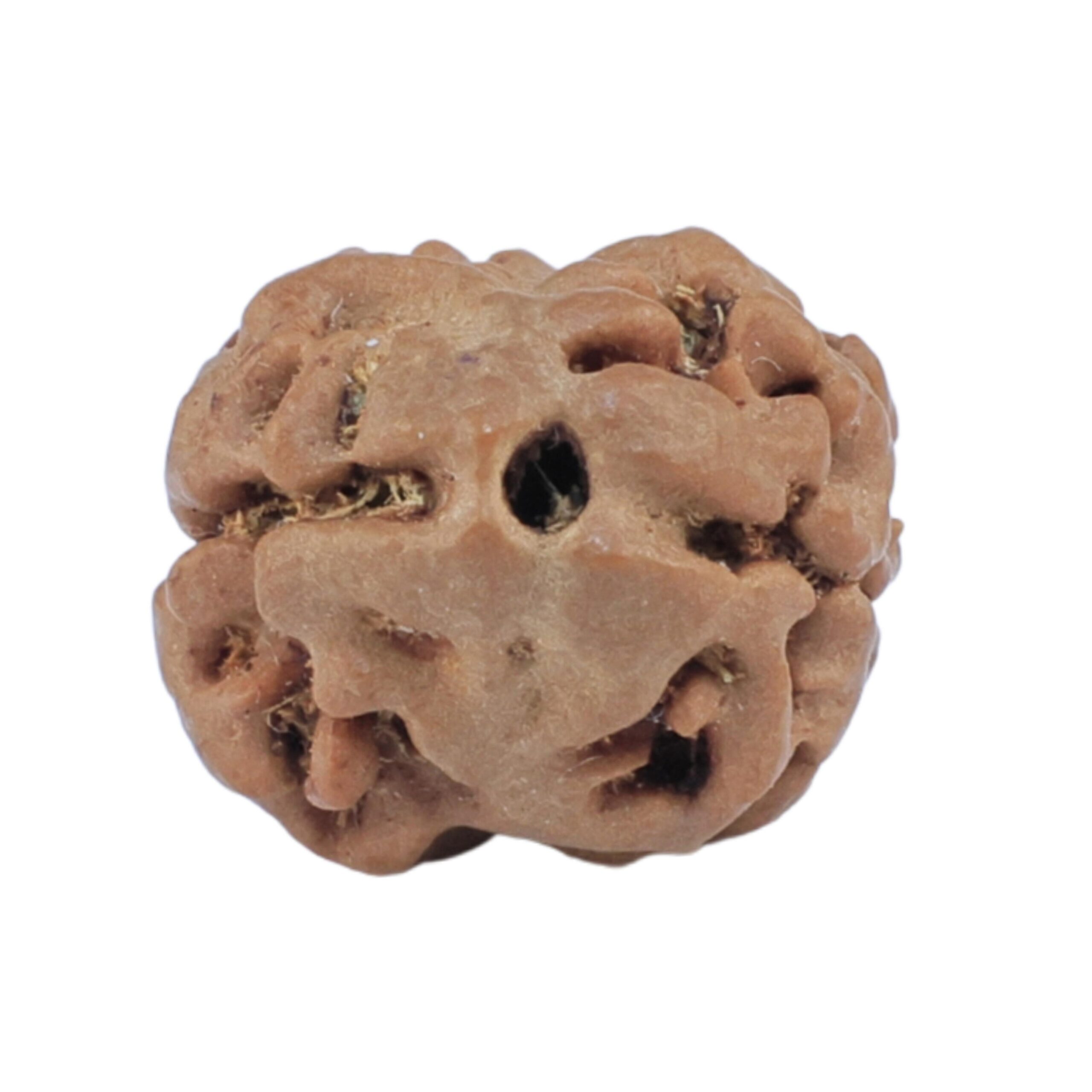 2 Mukhi Rudraksha 15.4mm 1.11gm - Rudraksha