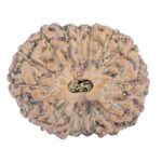 16 Mukhi Rudraksha 19.2mm 2.12gm - Rudraksha