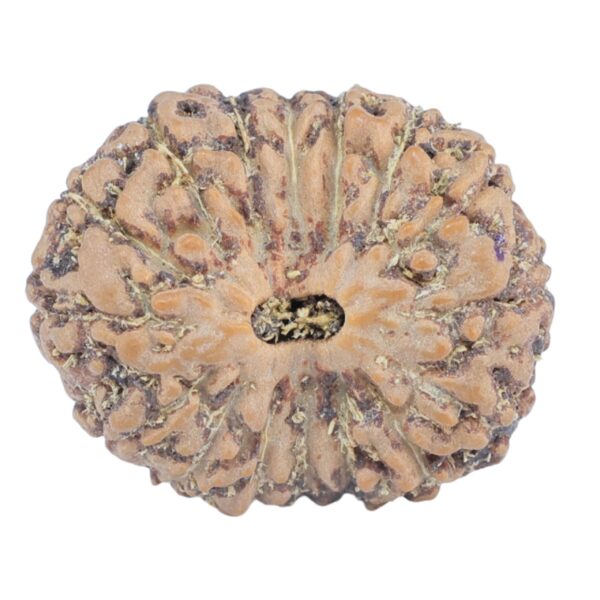16 Mukhi Rudraksha 19.2mm 2.12gm - Rudraksha