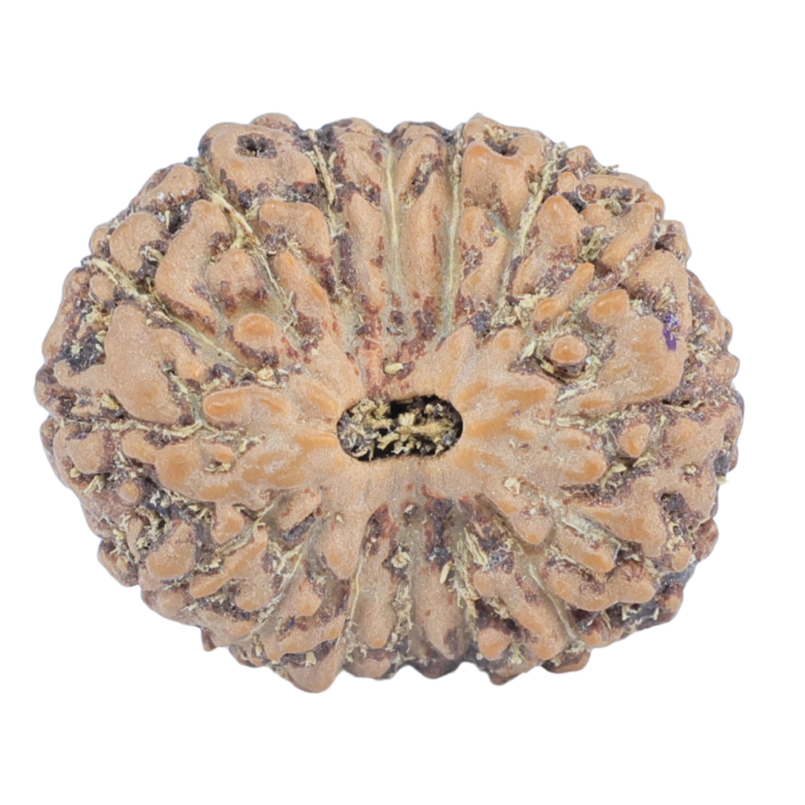16 Mukhi Rudraksha 19.2mm 2.12gm - Rudraksha