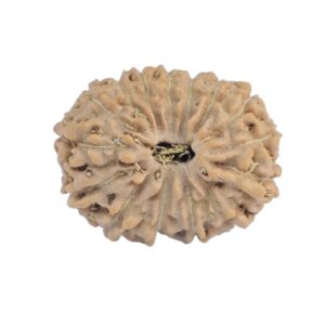 15 Mukhi Rudraksha 17.1mm 1.3gm - Rudraksha