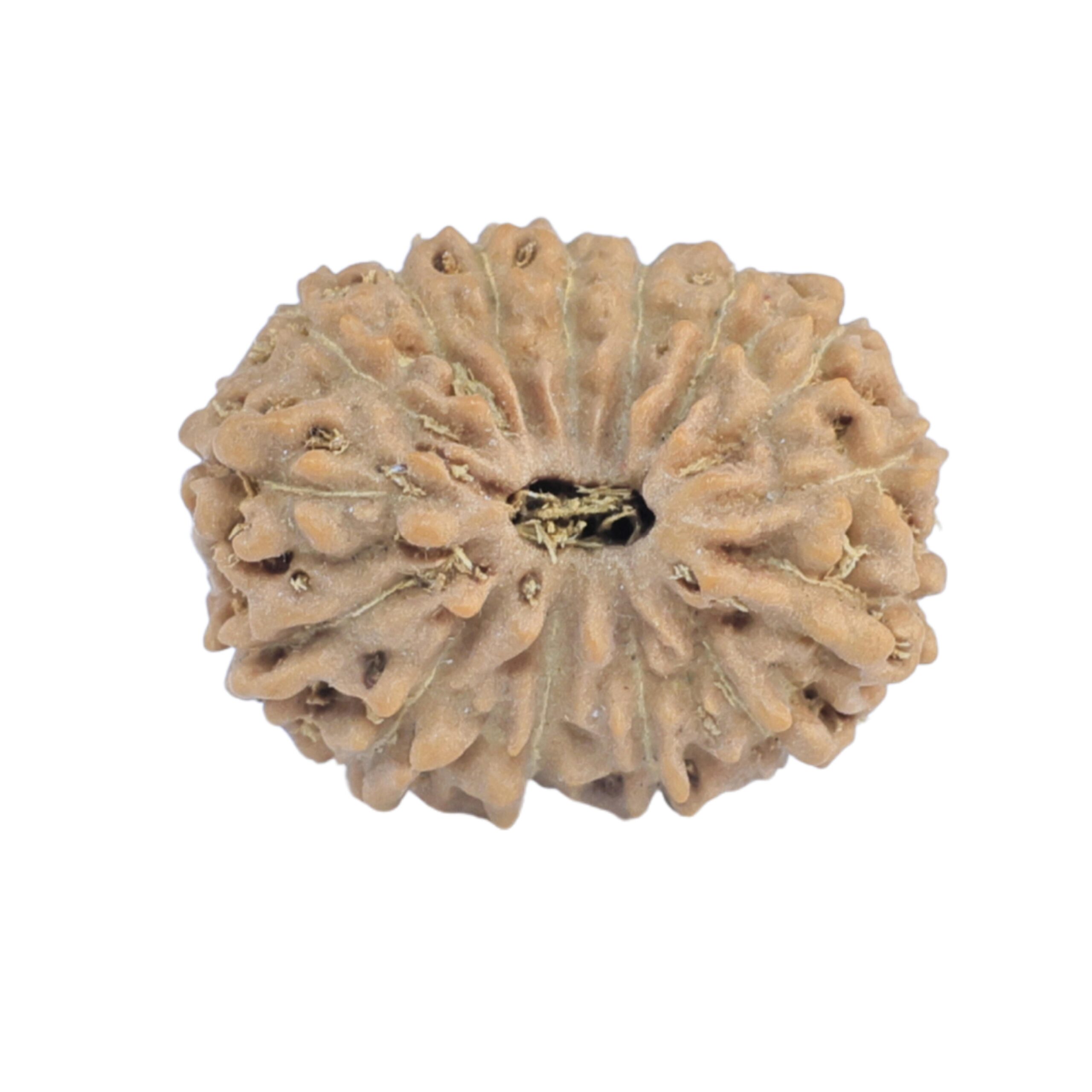 15 Mukhi Rudraksha 17.1mm 1.3gm - Rudraksha