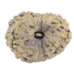 15 Mukhi Rudraksha 19.3mm 1.84gm - Rudraksha