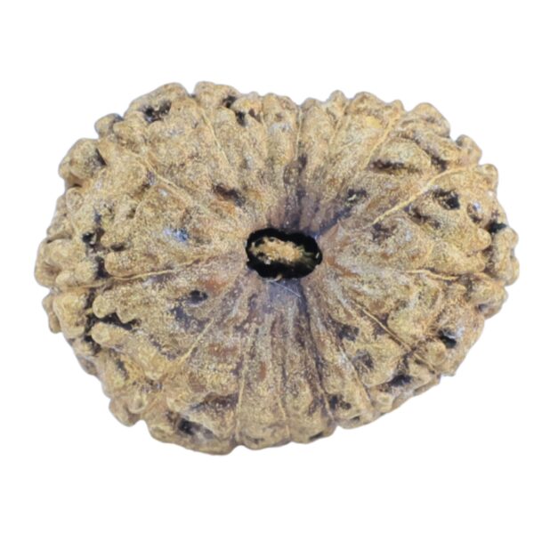 15 Mukhi Rudraksha 19.3mm 1.84gm - Rudraksha