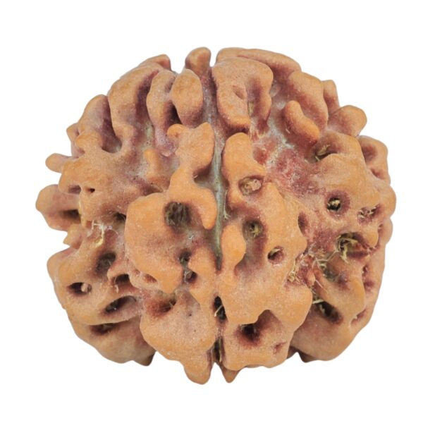 1MK(Underdeveloped) 22.4mm 3.7gm - Rudraksha