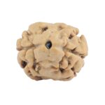 2 Mukhi Rudraksha 17.5mm 1.14gm - Rudraksha