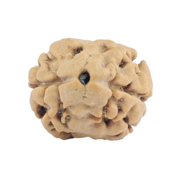 2 Mukhi Rudraksha 17.5mm 1.14gm - Rudraksha