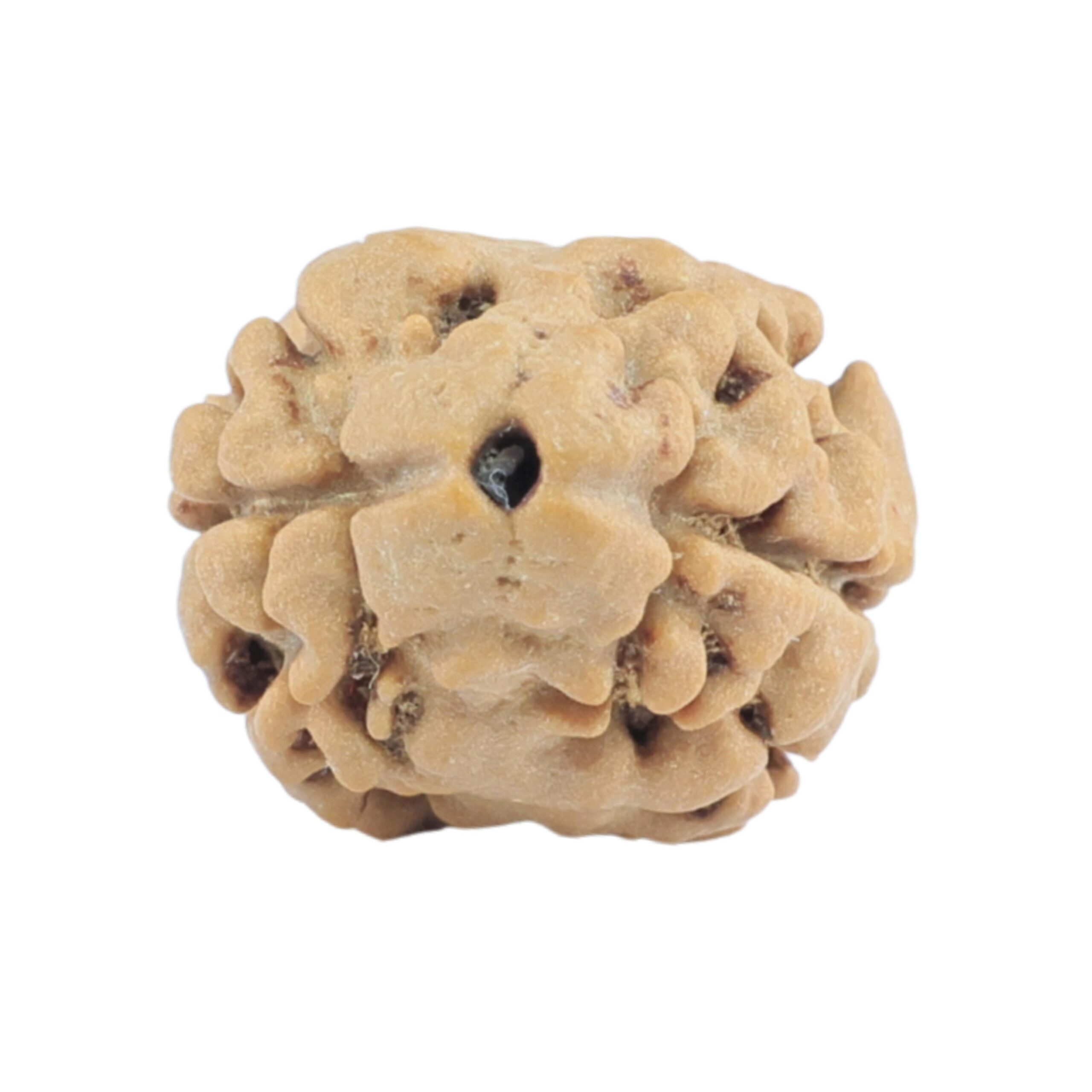 2 Mukhi Rudraksha 17.5mm 1.14gm - Rudraksha