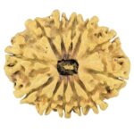 12 Mukhi Rudraksha 25.8mm 1.46gm - Rudraksha