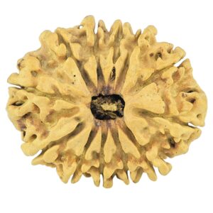 12 Mukhi Rudraksha 25.8mm 1.46gm - Rudraksha