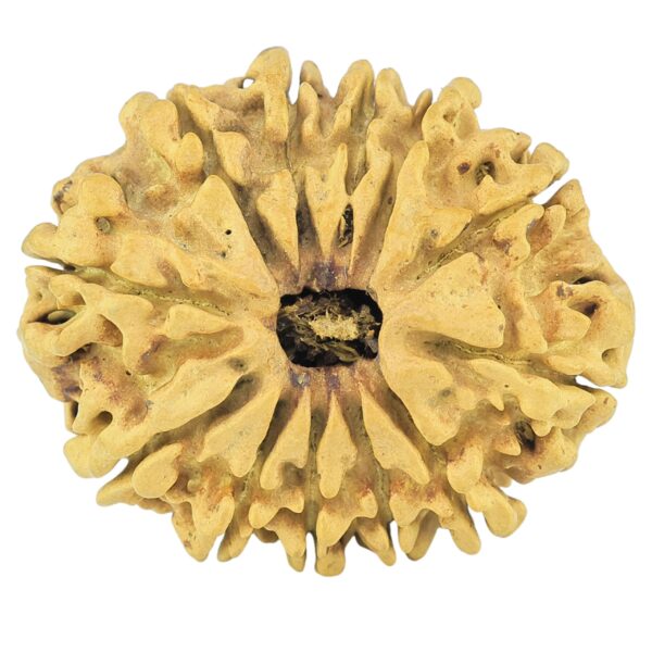 12 Mukhi Rudraksha 25.8mm 1.46gm - Rudraksha
