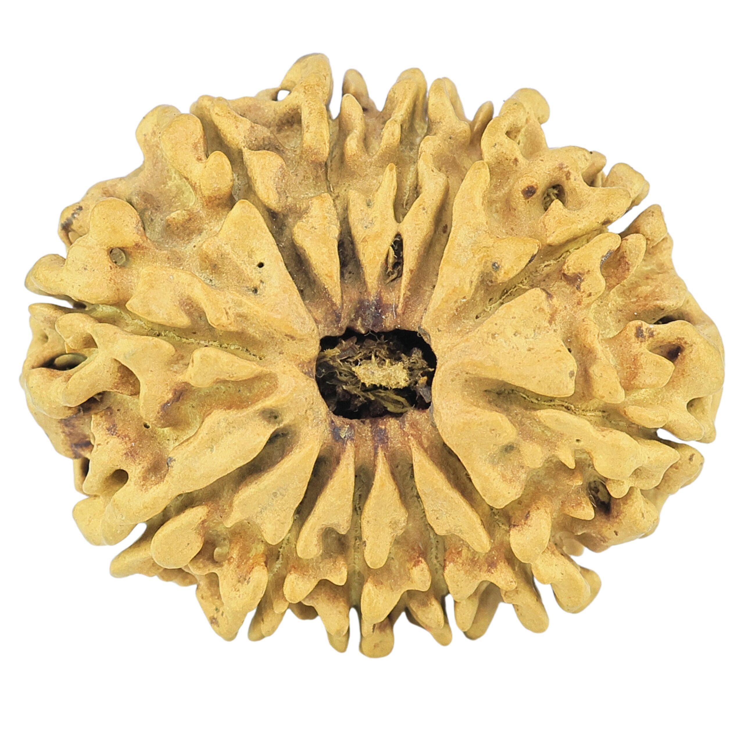 12 Mukhi Rudraksha 25.8mm 1.46gm - Rudraksha