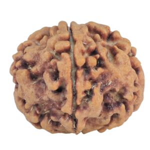 1MK(Underdeveloped) 22.6mm 3.78gm - Rudraksha