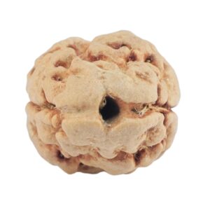 2 Mukhi Rudraksha 22.7mm 1.78gm - Rudraksha