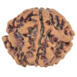 1MK(Underdeveloped) 21.2mm 3gm - Rudraksha