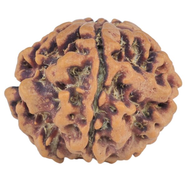 1MK(Underdeveloped) 21.2mm 3gm - Rudraksha