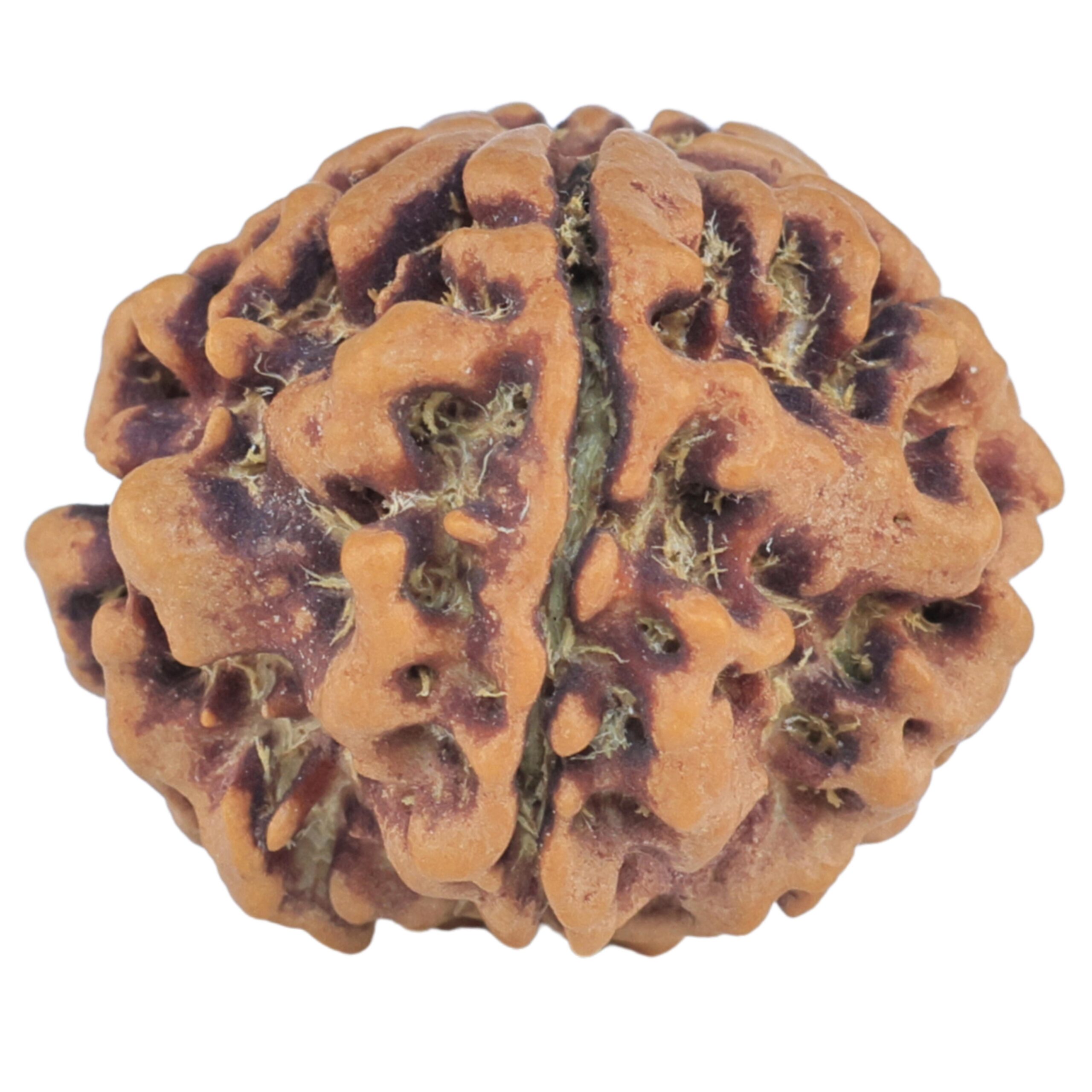 1MK(Underdeveloped) 21.2mm 3gm - Rudraksha