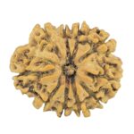 10 Mukhi Rudraksha 25.2mm 3.18gm - Rudraksha