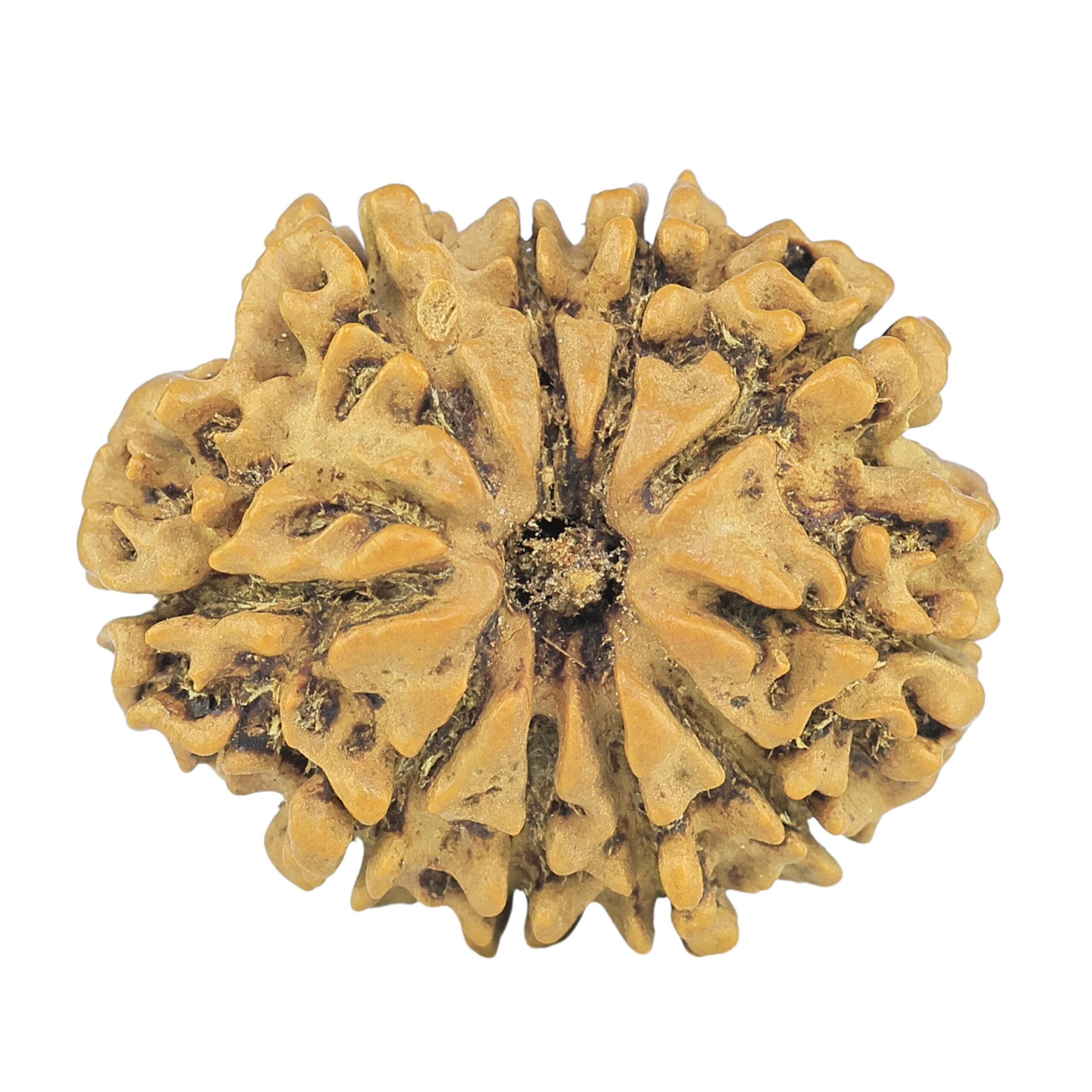 10 Mukhi Rudraksha 25.2mm 3.18gm - Rudraksha