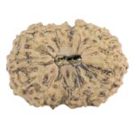 18 Mukhi Rudraksha 24.1mm 2.74gm - Rudraksha