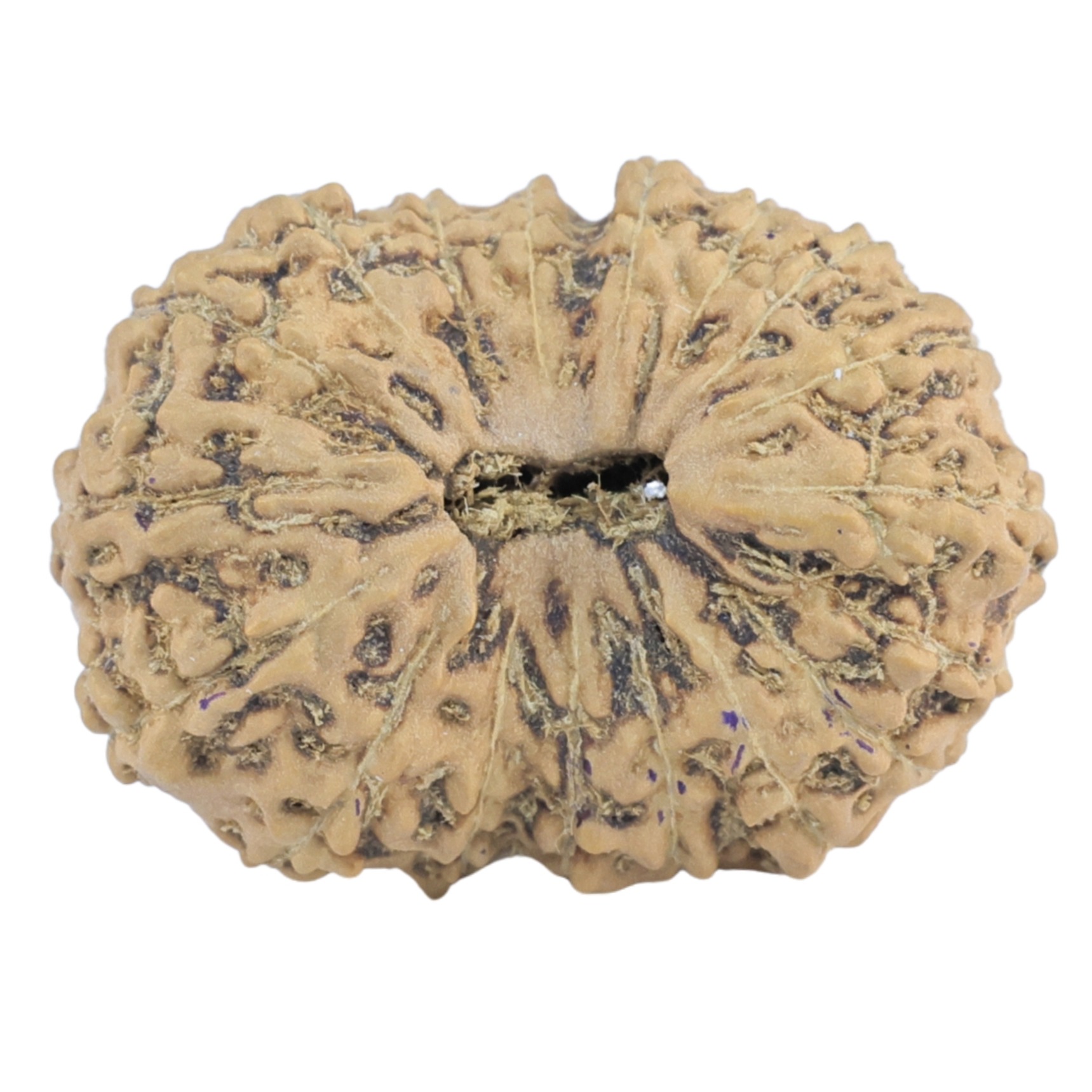 18 Mukhi Rudraksha 24.1mm 2.74gm - Rudraksha