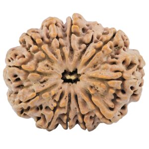 12 Mukhi Rudraksha 35.8mm 9.67gm - Rudraksha