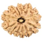 12 Mukhi Rudraksha 26mm 3.59gm - Rudraksha