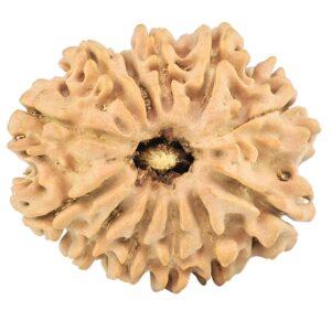 12 Mukhi Rudraksha 26mm 3.59gm - Rudraksha
