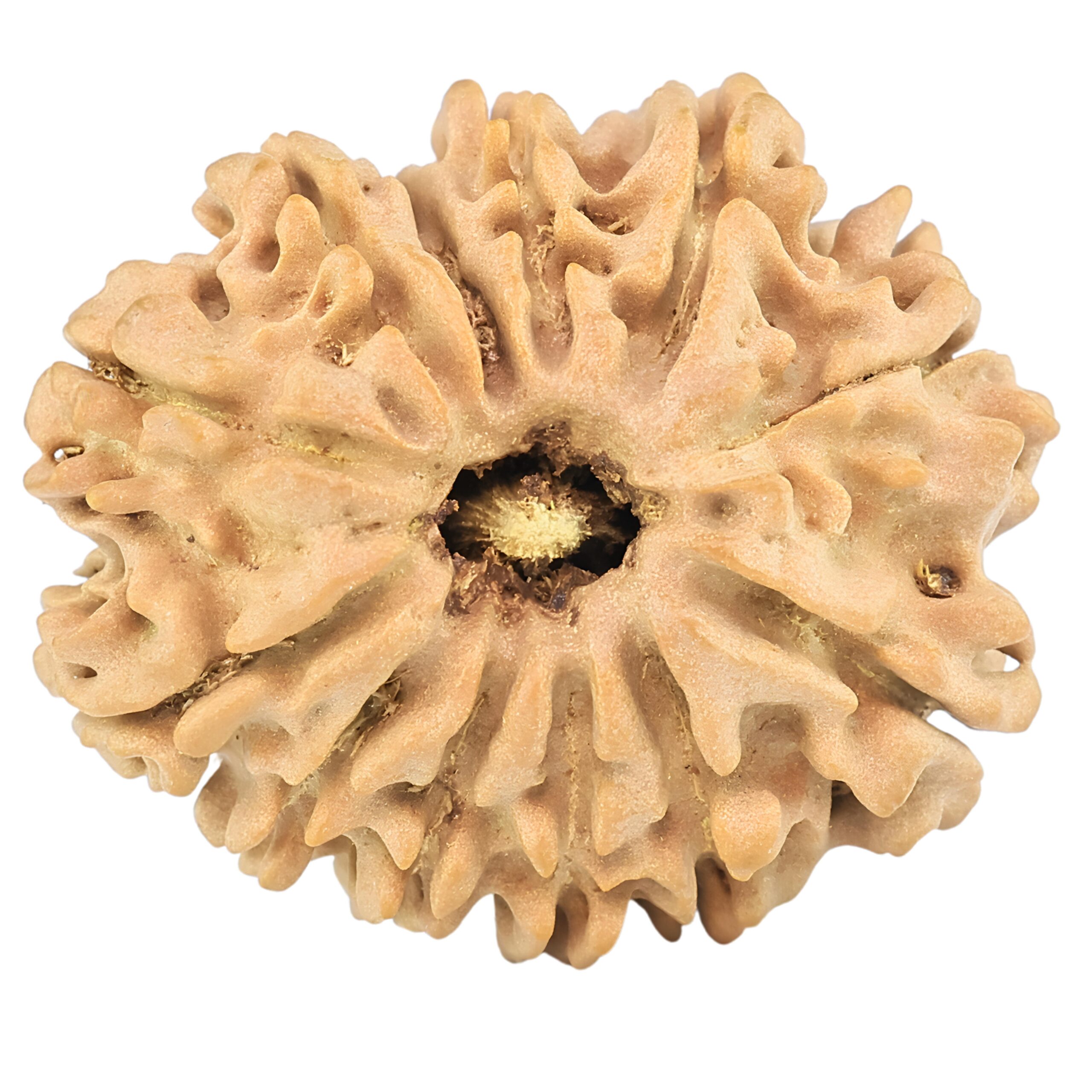 12 Mukhi Rudraksha 26mm 3.59gm - Rudraksha