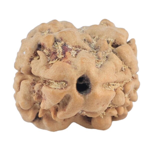 2 Mukhi Rudraksha 23.3mm 2gm - Origin: Nepal - Rudraksha