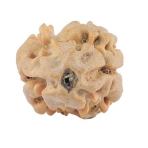 2 Mukhi Rudraksha 19.5mm 1.25gm - Rudraksha