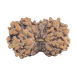 15 Mukhi Rudraksha 14.8mm 0.53gm - Rudraksha