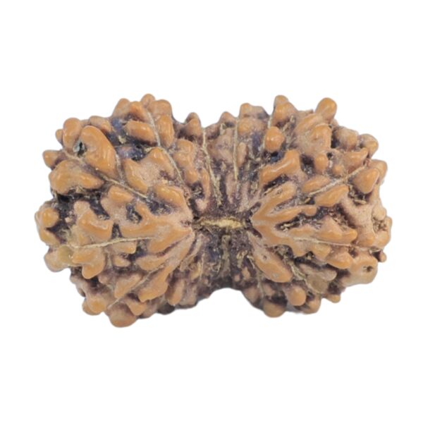15 Mukhi Rudraksha 14.8mm 0.53gm - Rudraksha