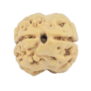 2 Mukhi Rudraksha 21.1mm 2gm - Rudraksha