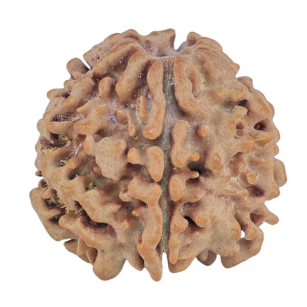 1MK(Underdeveloped) 19.5mm 2.57gm - Rudraksha