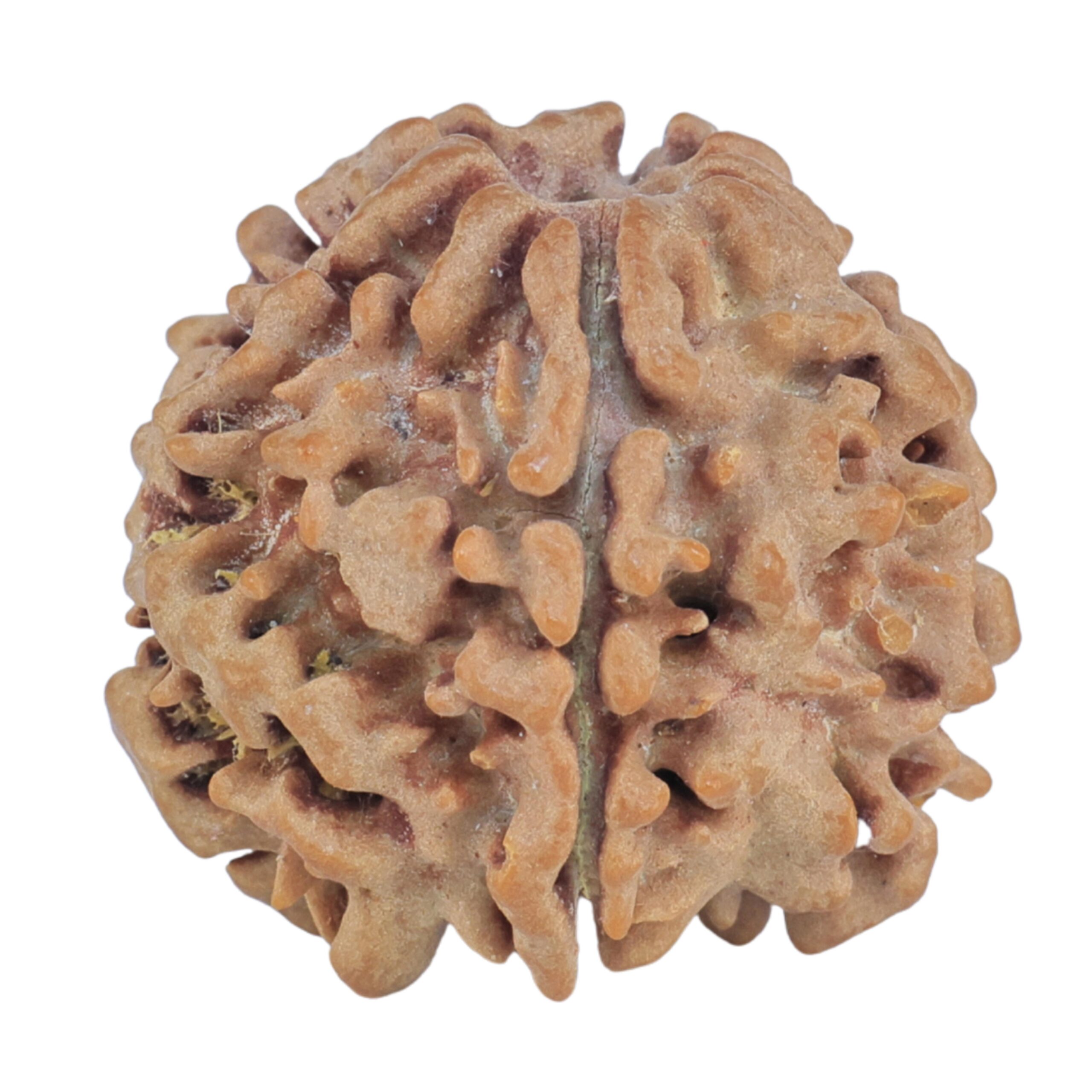 1MK(Underdeveloped) 19.5mm 2.57gm - Rudraksha