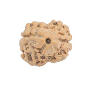 2 Mukhi Rudraksha 19.2mm 1.64gm - Rudraksha