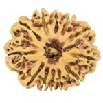 12 Mukhi Rudraksha 26.3mm 2.92gm - Rudraksha