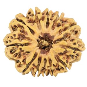 12 Mukhi Rudraksha 26.3mm 2.92gm - Rudraksha
