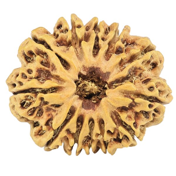 12 Mukhi Rudraksha 26.3mm 2.92gm - Rudraksha