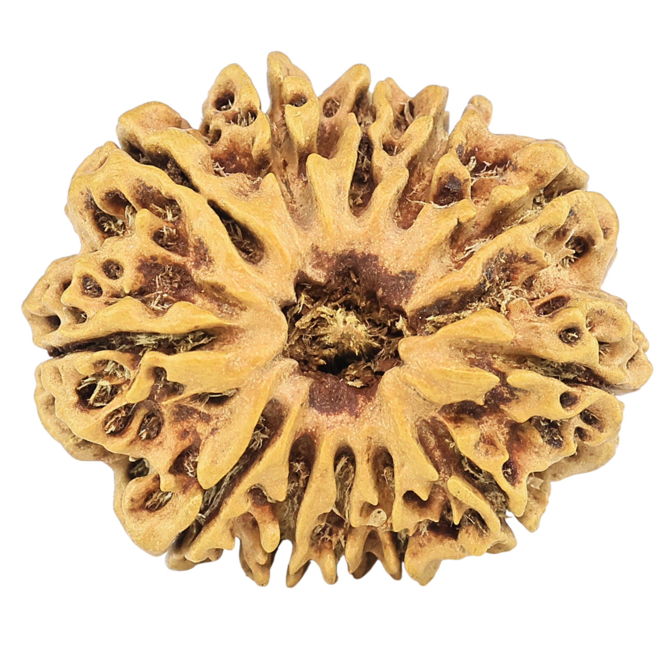 12 Mukhi Rudraksha 26.3mm 2.92gm - Rudraksha