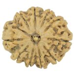 10 Mukhi Rudraksha 28.1mm 5.13gm - Rudraksha