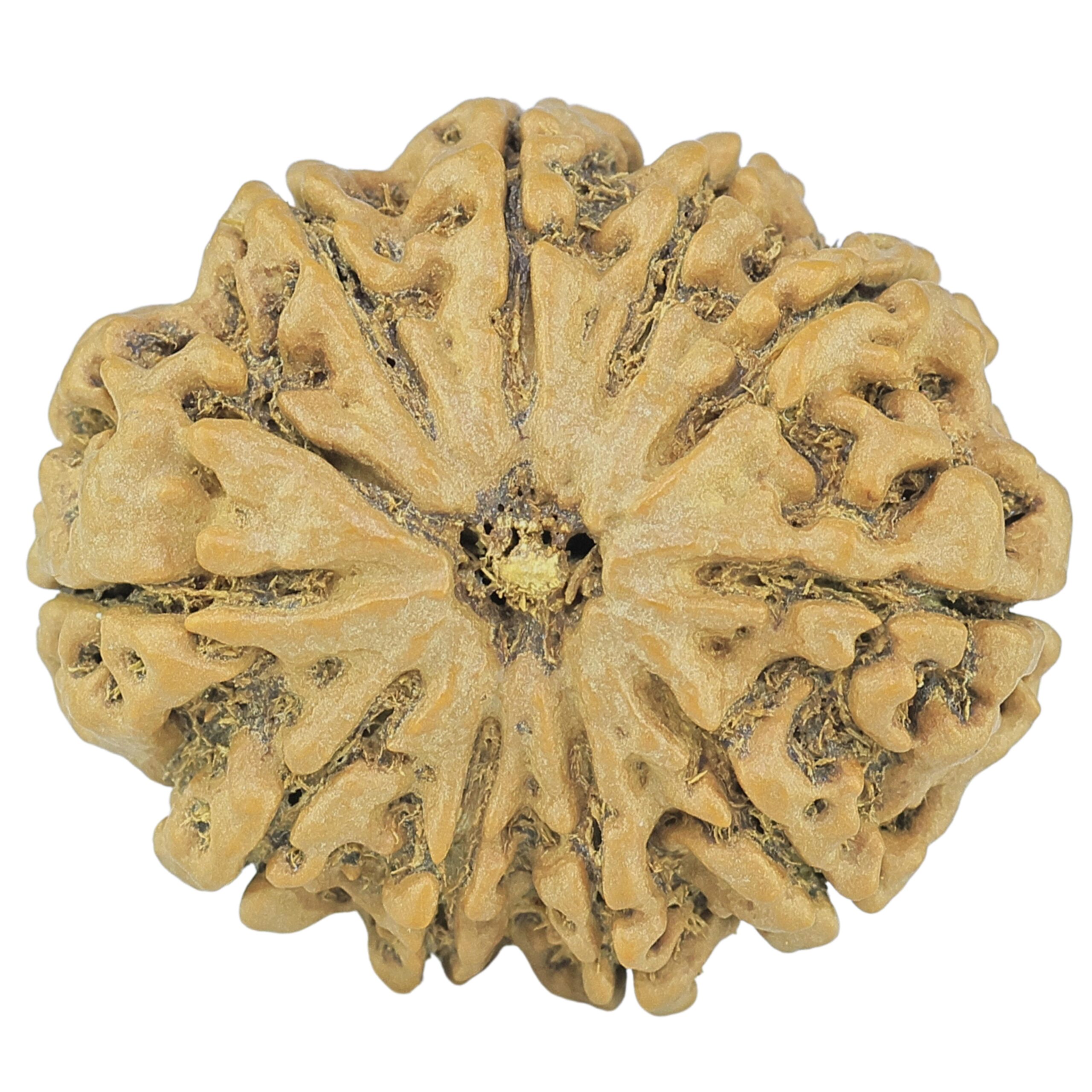 10 Mukhi Rudraksha 28.1mm 5.13gm - Rudraksha
