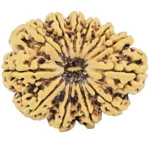 12 Mukhi Rudraksha 36.8mm 8.17gm - Rudraksha