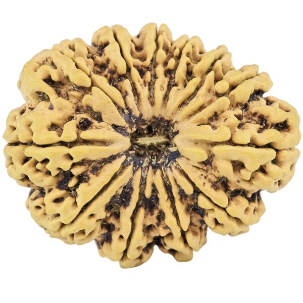 12 Mukhi Rudraksha 36.8mm 8.17gm - Rudraksha