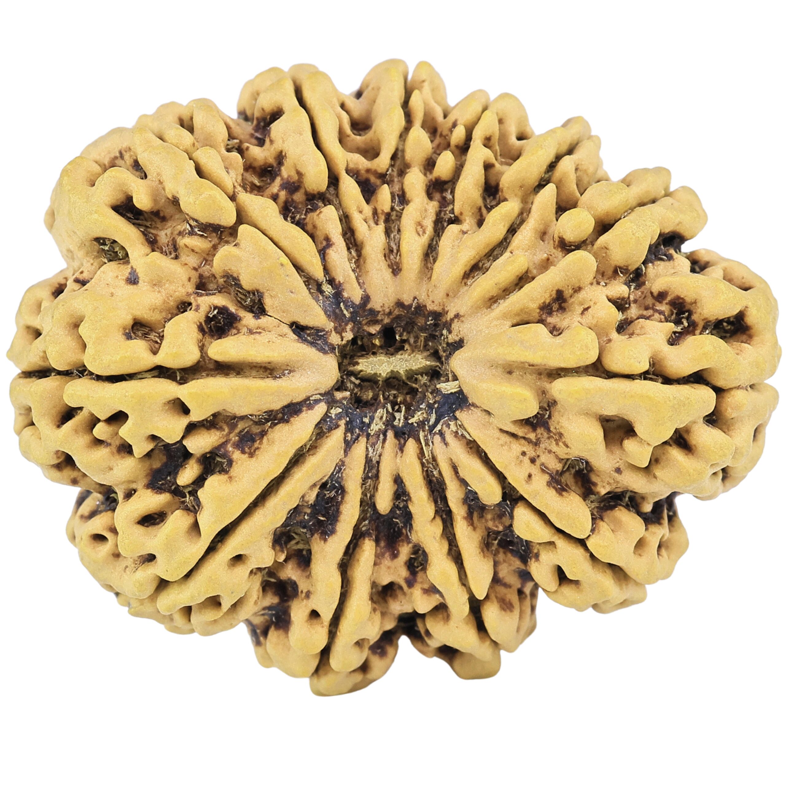 12 Mukhi Rudraksha 36.8mm 8.17gm - Rudraksha