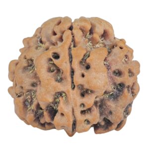 1MK(Underdeveloped) 23.3mm 4gm - Rudraksha