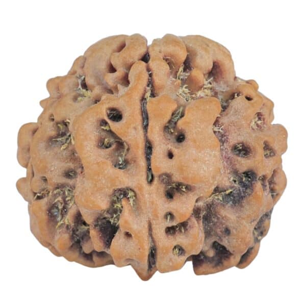 1MK(Underdeveloped) 23.3mm 4gm - Rudraksha