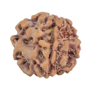 1MK(Underdeveloped) 22.3mm 3.68gm - Rudraksha
