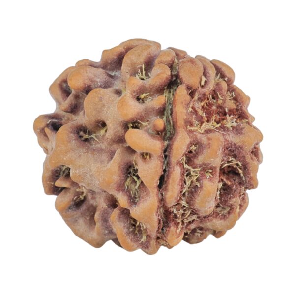 1MK(Underdeveloped) 22.3mm 3.68gm - Rudraksha